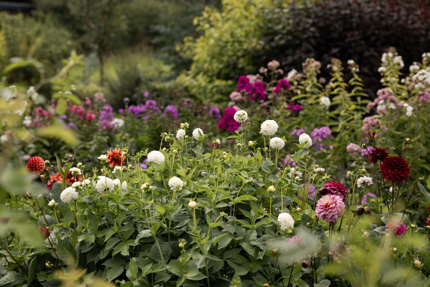 Flower Subscription 3 or 6 months