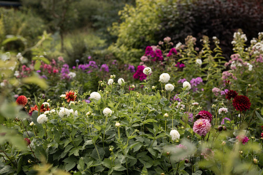 Flower Subscription 3 or 6 months